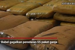BNN Babel gagalkan peredaran 55 paket ganja