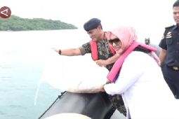 KKP lepasliarkan 52 ribu benih lobster hasil penindakan di Lampung