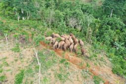 Gajah liar masuk pemukiman dan rusak tujuh rumah di Tanggamus