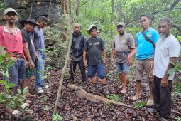 Seekor Komodo dilepasliarkan di Manggarai Timur NTT