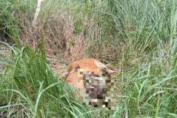 Harimau mangsa sapi di Aceh Timur