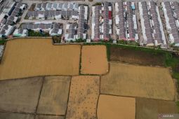 3.000 hektar sawah di Serang alih fungsi jadi lahan industri hingga perumahan