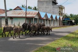 Mukomuko sosialisasikan perda ternak dari rumah ke rumah