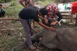 Gajah Sumatera di Taman Nasional Tesso Nilo Riau mati