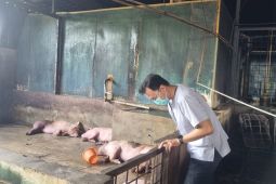 Tidak ditemukan kasus demam babi di Kota Tangerang