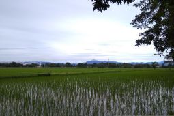 Petani di Maros lakukan penanaman awal tanam 2025