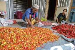 Harga cabai di Mataram NTB capai Rp90.000 per kilogram dipicu cuaca ekstrem