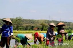 Situbondo telah terima pupuk subsidi urea 29.960 ton tahap pertama di tahun 2025
