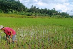 Kuota pupuk bersubsidi Kabupaten Lebak 43.744 ton