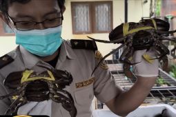 Komoditas unggulan Kalbar siap mendunia pada 2025