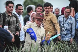 Mendes PDT tinjau agrowisata nanas Jambi