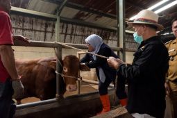 Kota Bandung vaksin 500 sapi guna cegah penularan virus PMK