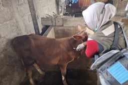 Pemkab Banyuwangi intensifkan vaksinasi guna tekan penyebaran PMK pada ternak