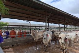 Balai Karantina pastikan sapi impor untuk Astacita bebas PMK