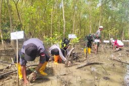 Kemenag Bengkayang Kalbar tanam ratusan mangrove peringati Hari Amal Bakti