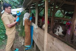 Pemkab Tasikmalaya turunkan tim cegah penyebaran PMK menyerang ternak sapi