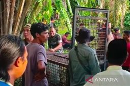 Enam sekolah di Mukomuko usulkan belajar daring antisipasi harimau