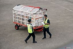 Pergerakan kargo meningkat signifikan di Bandara Tjilik Riwut