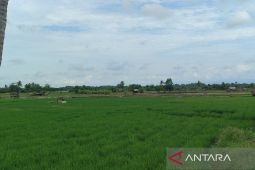 Pemkab Bengkulu Tengah tanam padi gogo di 190 hektare