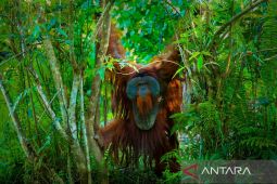 OIKN-BOSF kolaborasi kembangkan kawasan lindung  Kota Nusantara Samboja