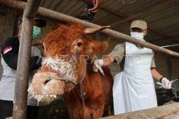 Disnakan Bojonegoro identifikasi ratusan sapi diduga terjangkit PMK