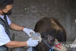 Karawang siapkan 500 dosis vaksinasi hewan ternak