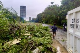 Hujan badai tumbangkan  pohon besar di Batam