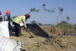 Sumut hasilkan 2,3 juta ton beras sepanjang  2024