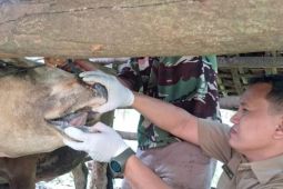 Tangani wabah PMK, Pemkab Pacitan minta bantuan 80 ribu vaksin