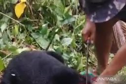 BKSDA tidak temukan TKP pembunuhan seekor beruang madu di Mukomuko
