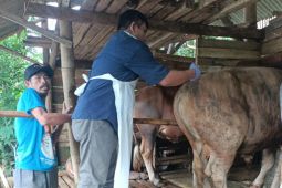 PMK jangkiti 160 ekor sapi di Garut