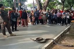 Ular sanca 4 meter "tersesat" dan hebohkan pengunjung Kambang Iwak
