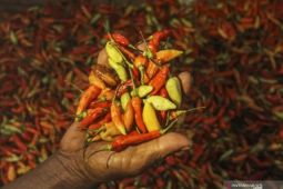 Harga pangan pada Senin turun, cabai rawit merah Rp72.690/kg