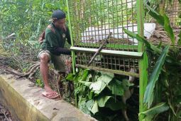 BPBD imbau warga di Pesisir Barat waspada kemunculan harimau
