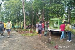Warga Mukomuko diimbau tetap waspadai ancaman harimau
