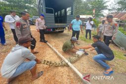 Warga pesisir Mentok tangkap buaya yang meresahkan masyarakat dan wisatawan