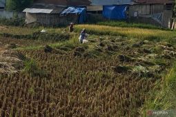 Garut tambah lahan pangan 371 hektare pada tahun 2025