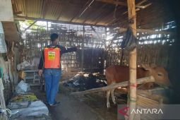 DKPP Pamekasan lakukan penyemprotan desinfektan di pasar sapi