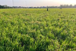 Bulog Kediri: Penyerapan gabah petani gandeng mitra penggilingan