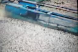 Dampak angin kencang, lima ton ikan Danau Maninjau Agam mati