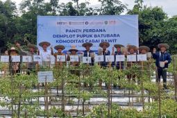 Pemprov Kalsel: Inovasi pupuk batubara-NPK sukses panen cabai di Tapin