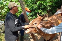 Disnakkeswan Pasuruan bagikan 7.000 dosis vaksin PMK