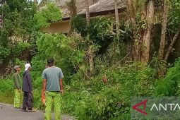 DLH Bangka tebang pohon di pinggir jalan rawan tumbang