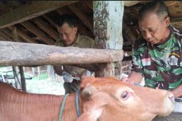 Tulungagung terima 10.500 dosis vaksin PMK untuk ternak sapi