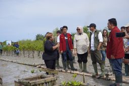 Menhut target tanam mangrove di 1.500 hektare lahan setahun
