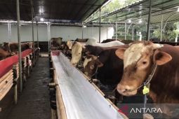 50 Sapi di Kaltim  terjangkit penyakit infeksi kulit
