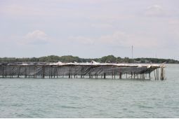 Walhi desak pemerintah segera bongkar pemagaran laut di Tangerang