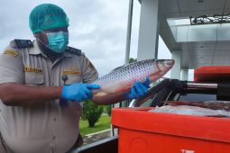 Ikan jelawat asal Kapuas Hulu Kalbar menembus pasar internasional