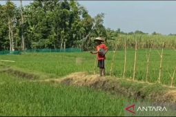 Alokasi pupuk bersubsidi petani Ngawi capai 79.402 ton pada 2025