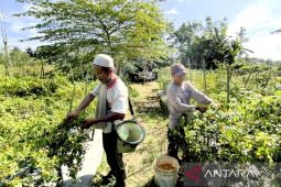 Petani cabai di HST raup untung besar di tengah cuaca ekstrem